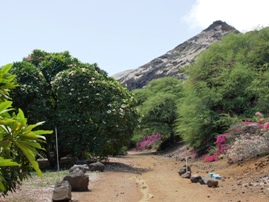 Koko Crater Botanical Garden