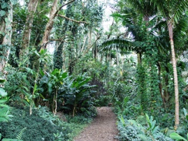 Harold L. Lyon Arboretum