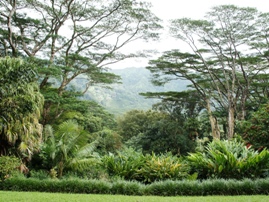 Harold L. Lyon Arboretum