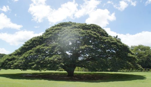 「このぉ木なんの木、気になる木ぃ♪」のCMでおなじみの大木はハワイにあるよ！